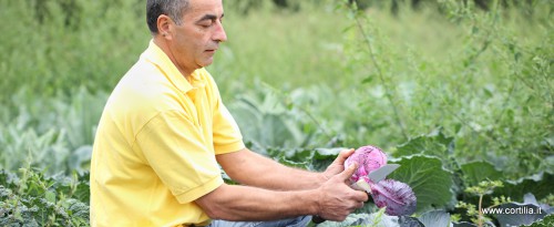Perantoni_20120906_C028-500x205