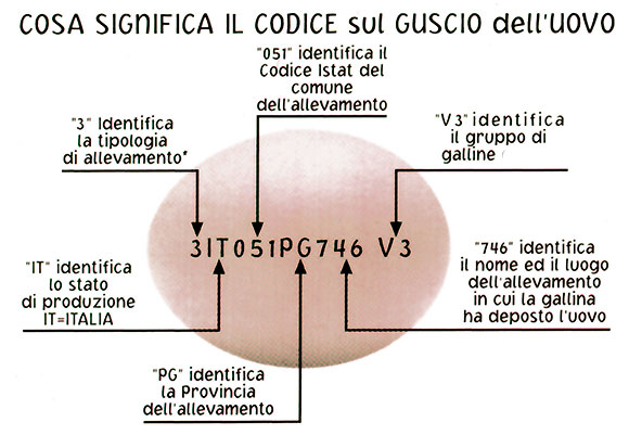 codice-galline-1-580