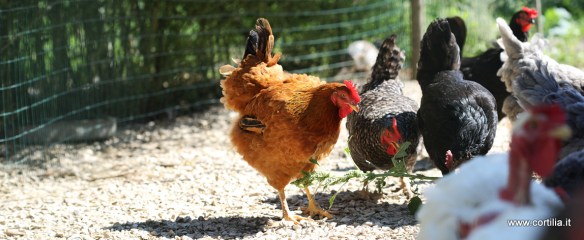 Ostini_20120906_C014