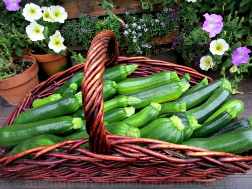 basket-of-zucchini