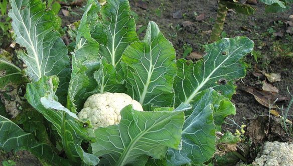 04-cavolfiore