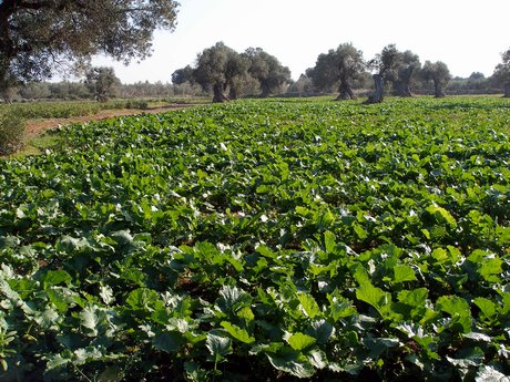 campo_di_rape_Cima_Grossa