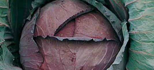 sch_prod_005_cappuccio_ross