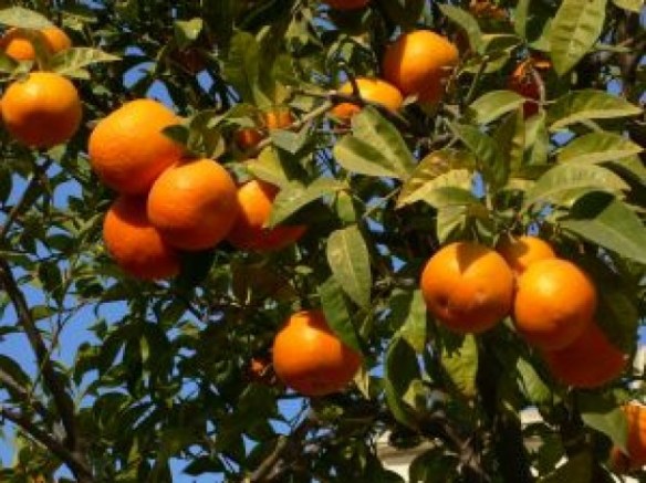 oranges-at-tree_2698871