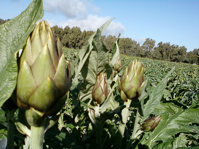 campo_di_carciofi
