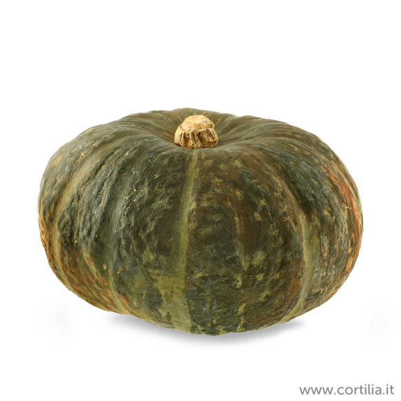 zucca