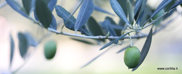 Manestrini_20120907_C013