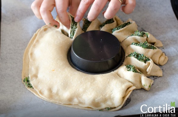 girasole di borragine 2R