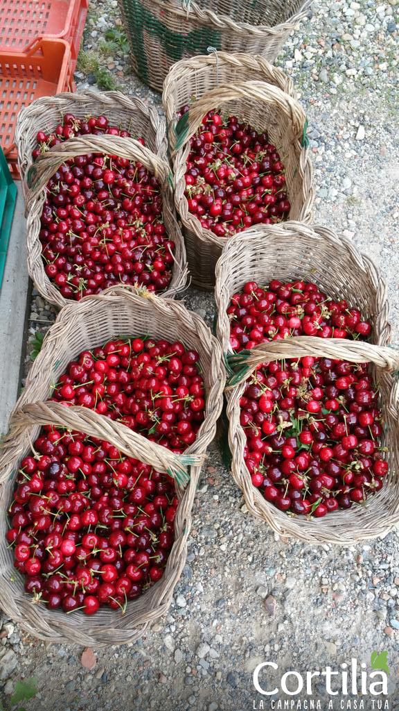 ciliegie di pecetto