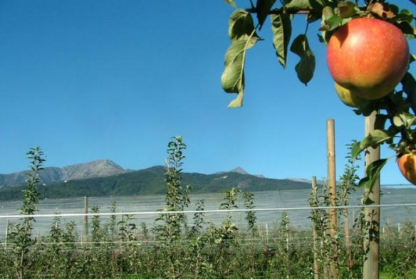 Agricoltori, Cortilia