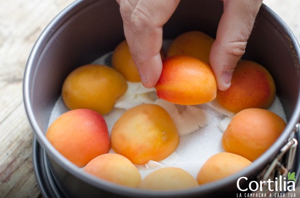 torta di albicocche-1R