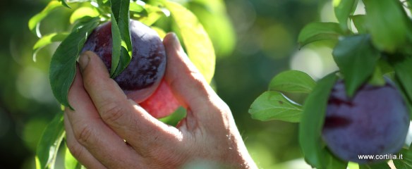 Caiella_20120726_C005